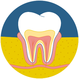 À quoi servent les dents ?
